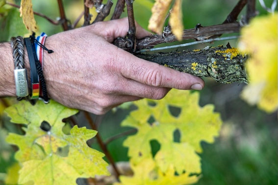 Vinpaket #5: Champagne Gounel-Lassalle