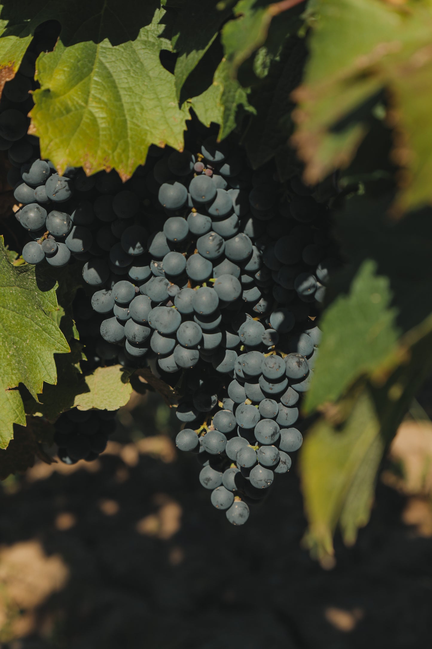 Vinpaket #9: Bodega Vistalba - Malbec