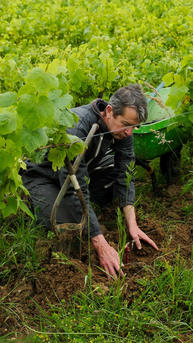 Vinpaket #11: Muscadet