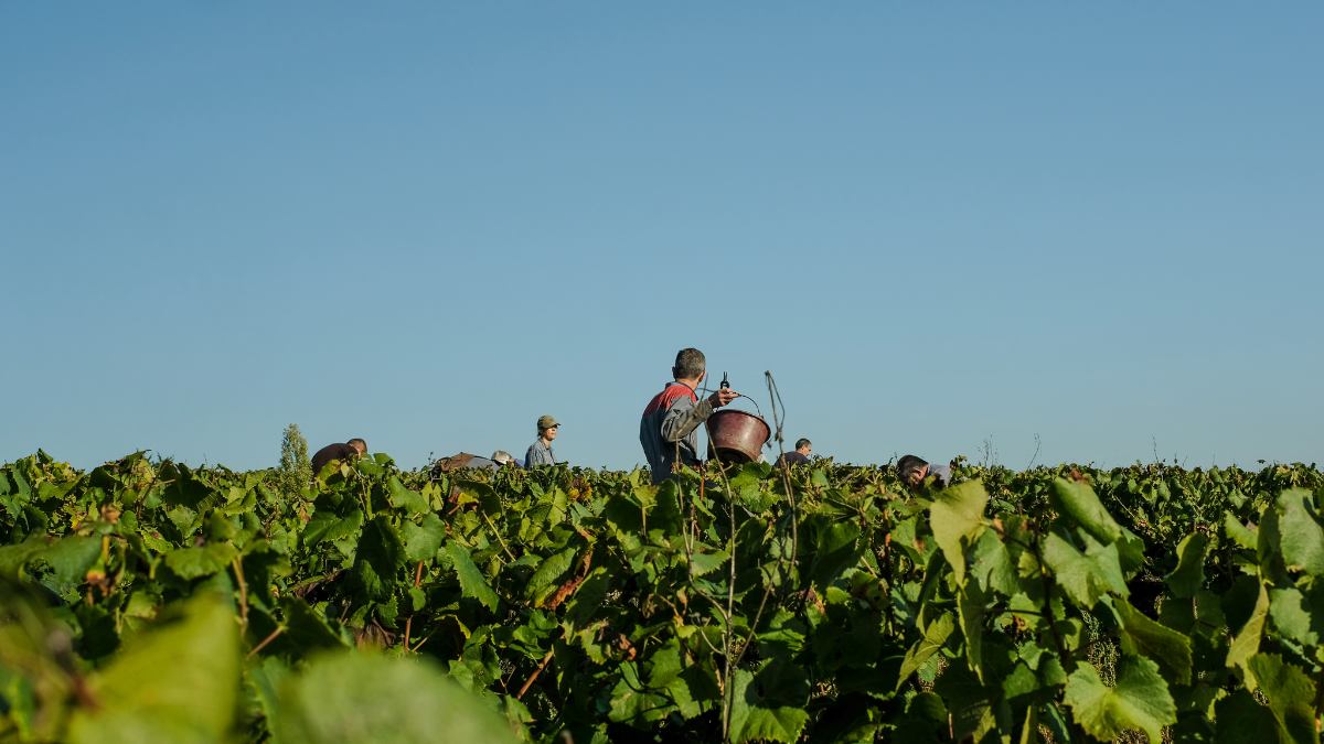 Vinpaket #11: Muscadet