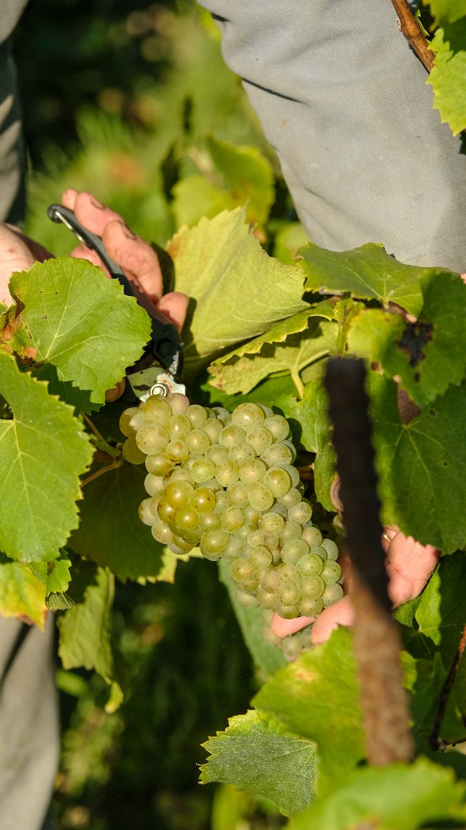 Vinpaket #11: Muscadet