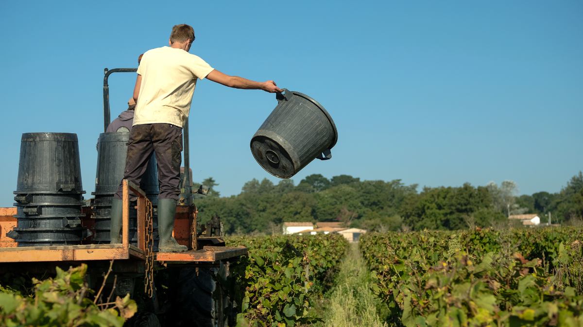 Vinpaket #11: Muscadet
