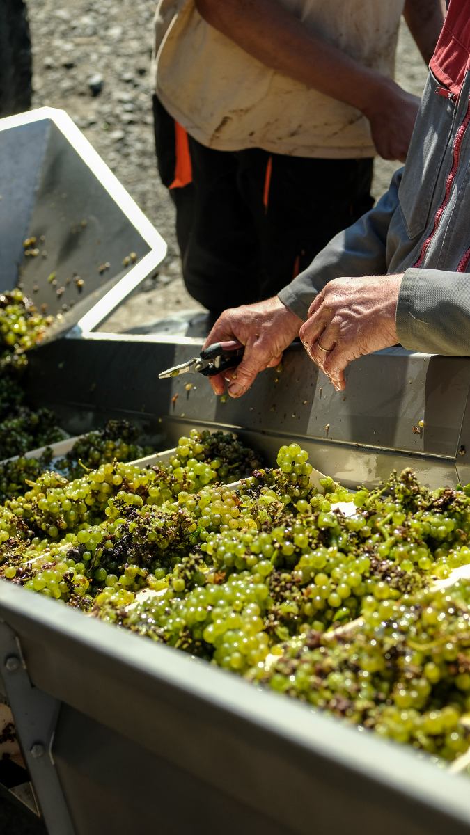 Vinpaket #11: Muscadet