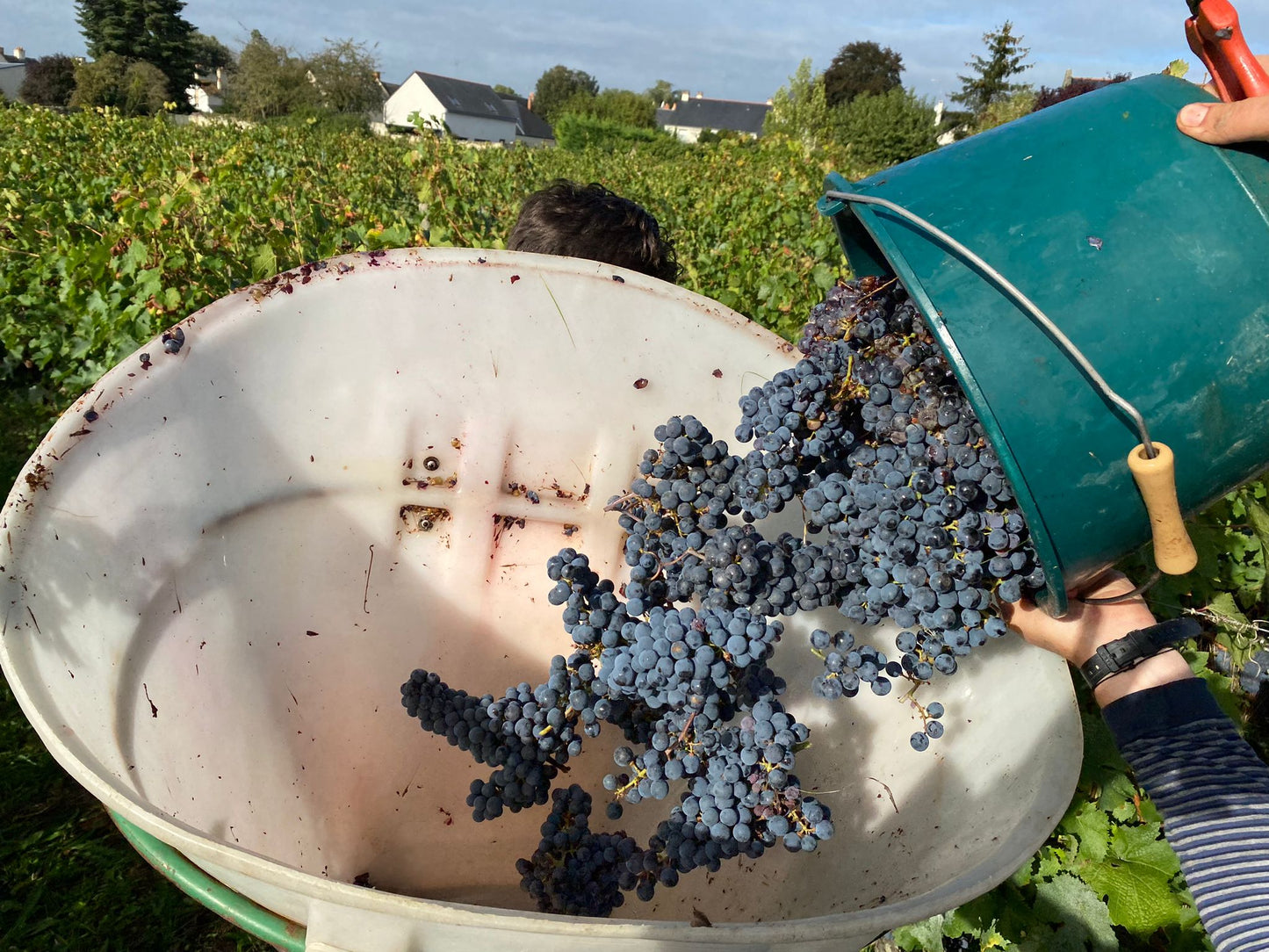 Vinpaket #6: Loire Cabernet Franc